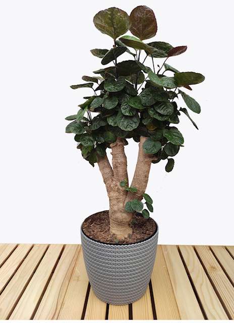 Ümarleheline tarasarik Fabian tüvel 2 Tarassarik