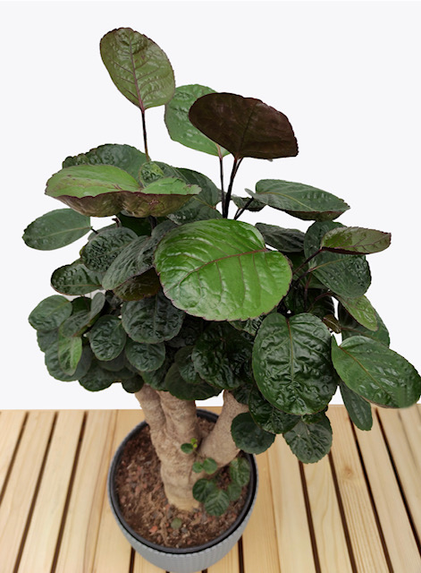 Ümarleheline tarasarik Fabian tüvel 3 Tarassarik