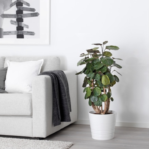 Ümarleheline tarasarik Fabian tüvel 4 Tarassarik