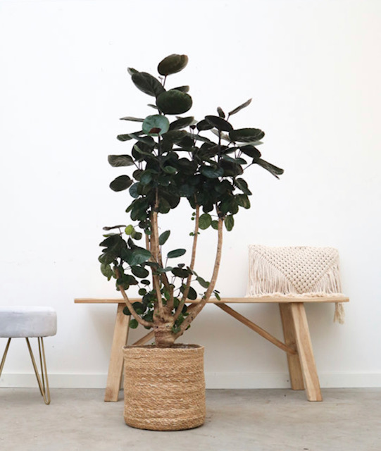 Ümarleheline tarasarik Fabian tüvel 1 Tarassarik