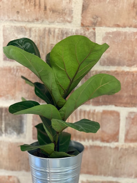 Lüüra viigipuu 7 Lüüra viigpuu bambino