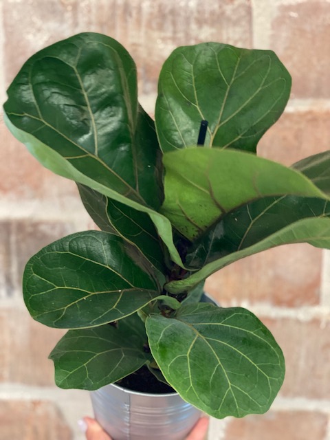 Lüüra viigipuu 6 Lüüra viigpuu bambino