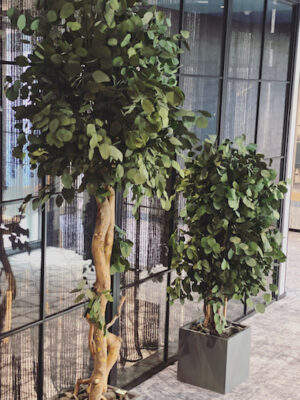 Stabiliseeritud populuse puu